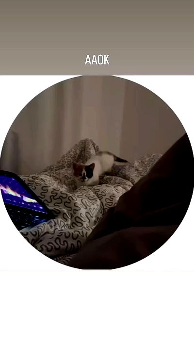 annfigma annfigma archive video