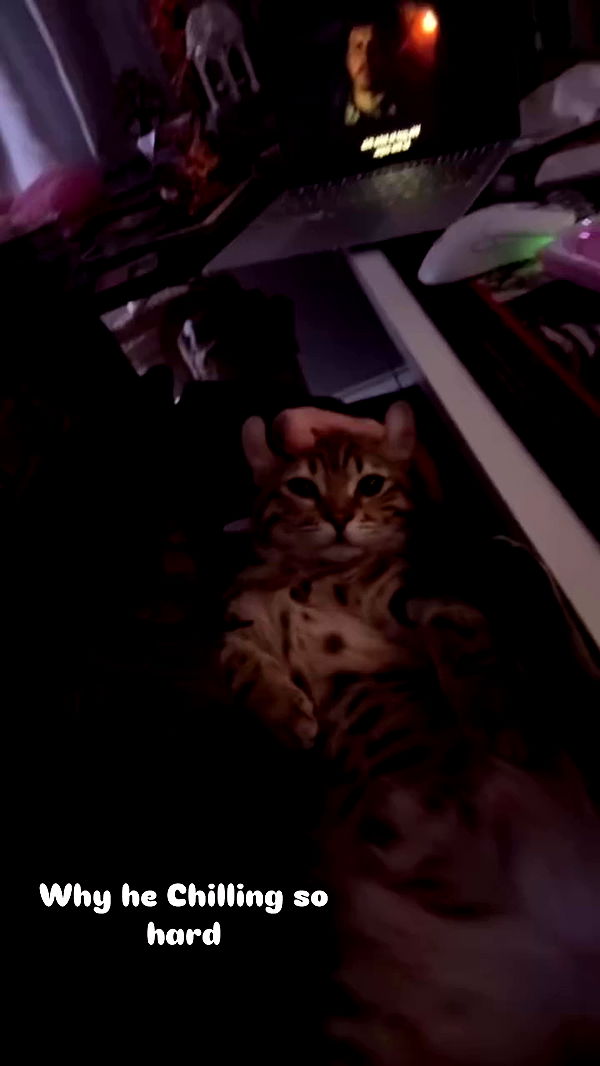 laurinchhhe archive video preview