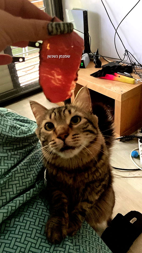 shanikaneko archive video preview