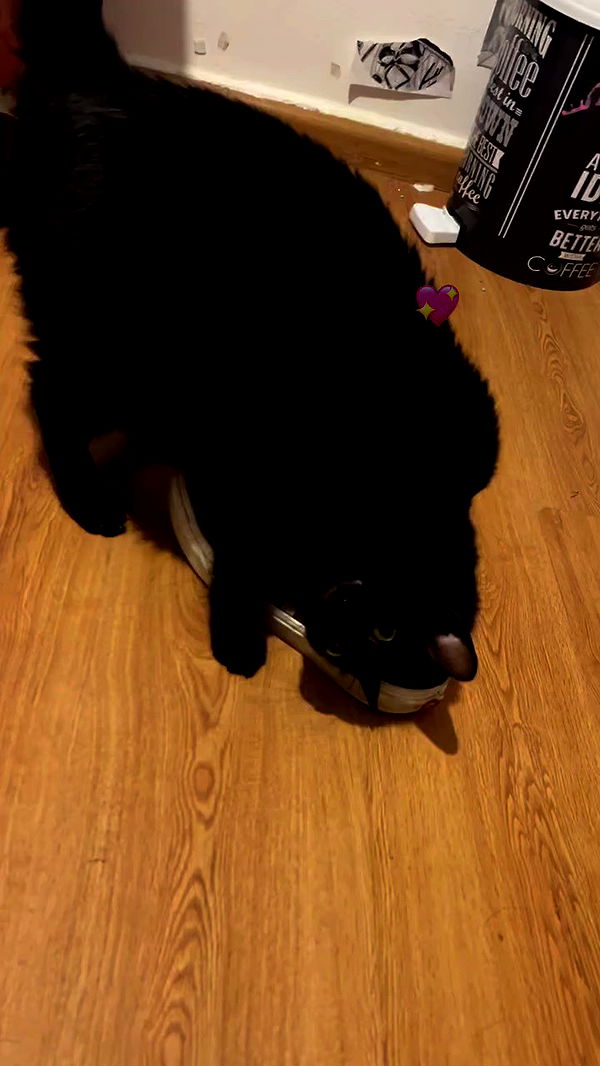 hellokittyangel666 archive video preview