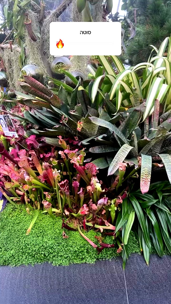 sapir_shemer archive video preview