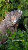 lizakovalenkoo Altpins Profile Picture