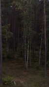 milanyatko Altpins Profile Picture