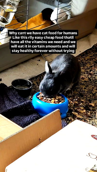 daniella_koosit daniella_koosit archive video