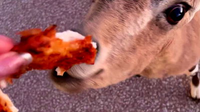 efrat_elmalich efrat_elmalich archive video