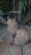 karin_orhov Altpins Profile Picture