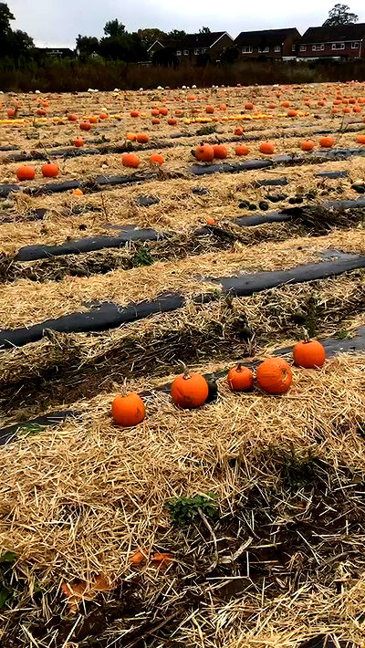 peacake6 peacake6 archive video