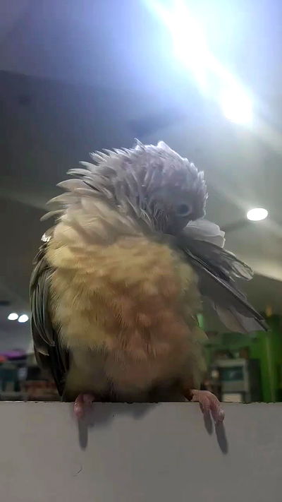 tinapavlov.sky tinapavlov.sky archive video