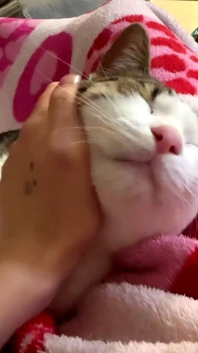 liashaked liashaked archive video