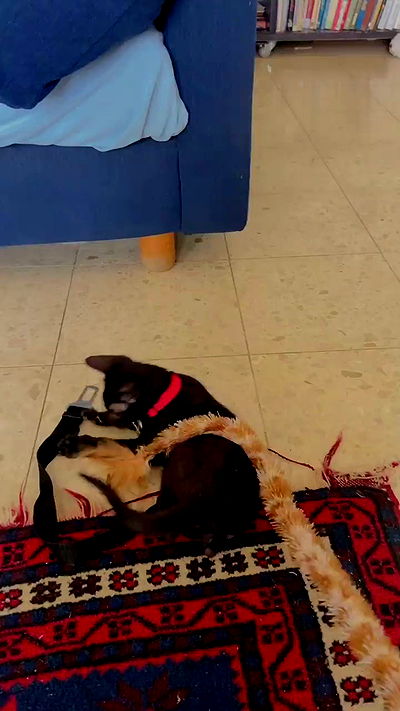 feelbetterinmysweater feelbetterinmysweater archive video