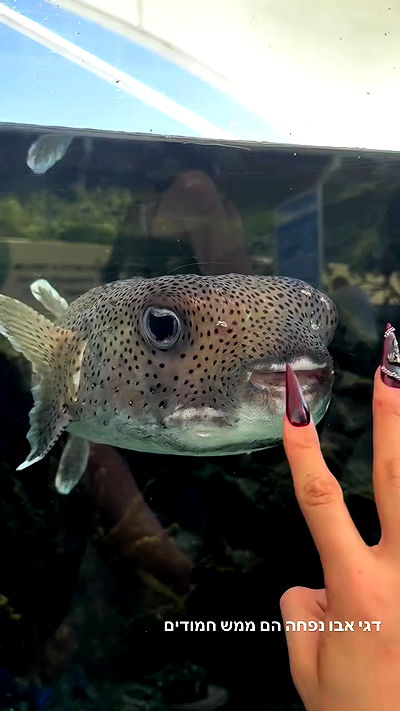 biton__adi biton__adi archive video