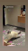 karin_orhov Altpins Profile Picture