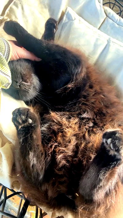 _wizardmidget_ _wizardmidget_ archive video