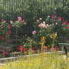 lianaayoun Altpins Profile Picture