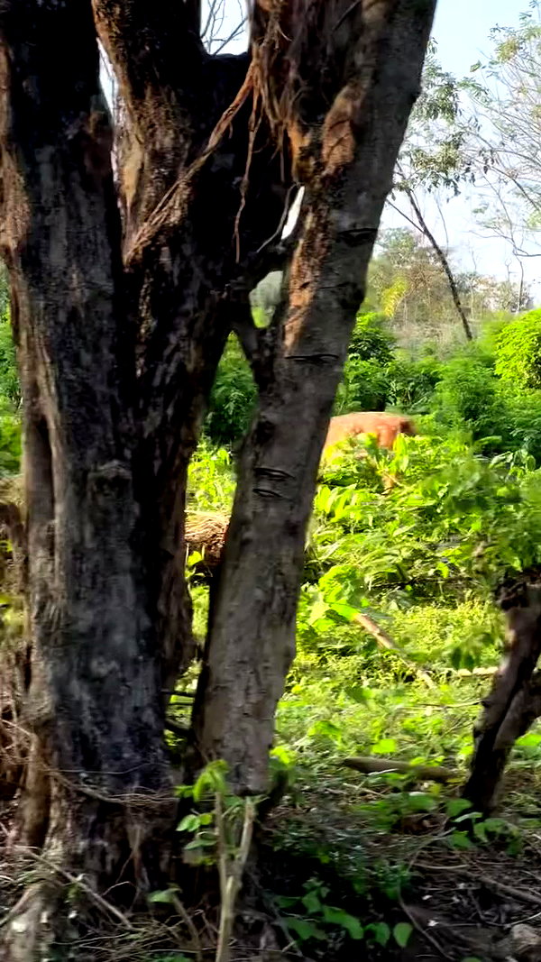 noa_mendel_ archive video preview