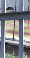 masood_boomgaard Altpins Profile Picture
