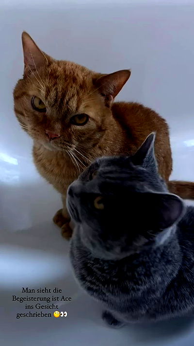 yoo.mon yoo.mon archive video