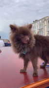 lizakovalenkoo Altpins Profile Picture