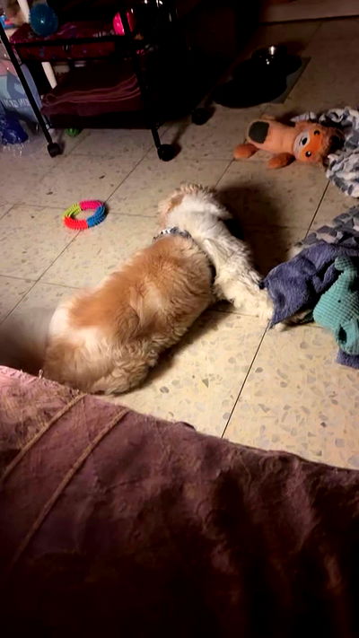 _._dianush._ _._dianush._ archive video