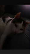 jxsselin_ Altpins Profile Picture