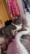 charleygrayyy Altpins Profile Picture