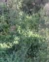 toharsandrusi Altpins Profile Picture