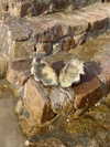 liori_hen Altpins Profile Picture
