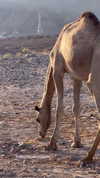 noam_alon1 Altpins Profile Picture