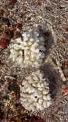 noam_alon1 Altpins Profile Picture