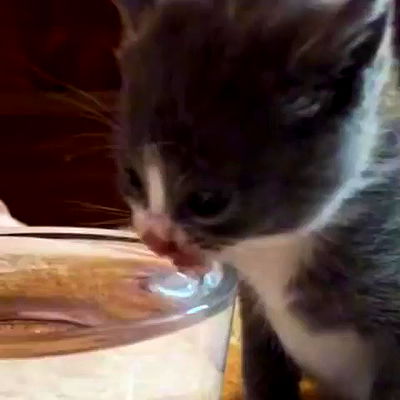 milkgore milkgore archive video