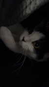 shawtysuzi Altpins Profile Picture