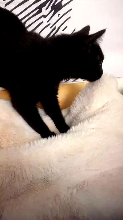 aekamee aekamee archive video