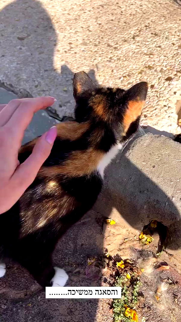 itsilanosh archive video preview