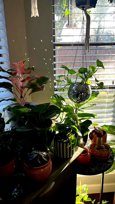 tatum.ricee tatum.ricee archive video