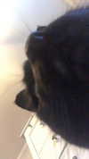 blairvira Altpins Profile Picture