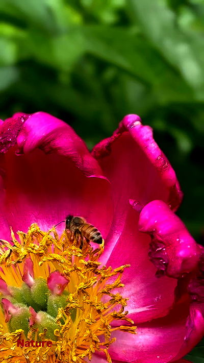 biton__adi biton__adi archive video