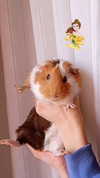 la.vica_ Altpins Profile Picture