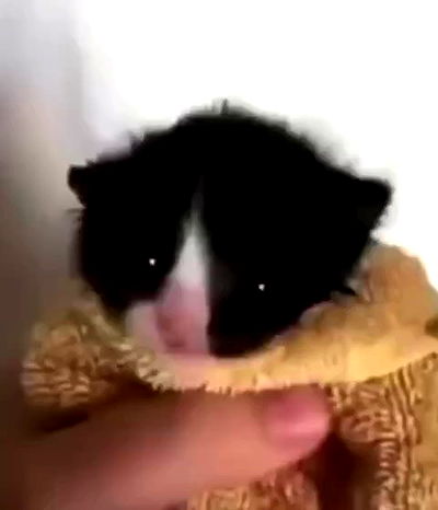 haylujan haylujan archive video