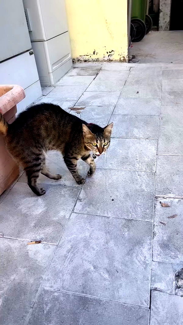 hellokittyangel666 archive video preview