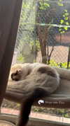 pixieonyxx Altpins Profile Picture