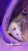 novahnovielli Altpins Profile Picture