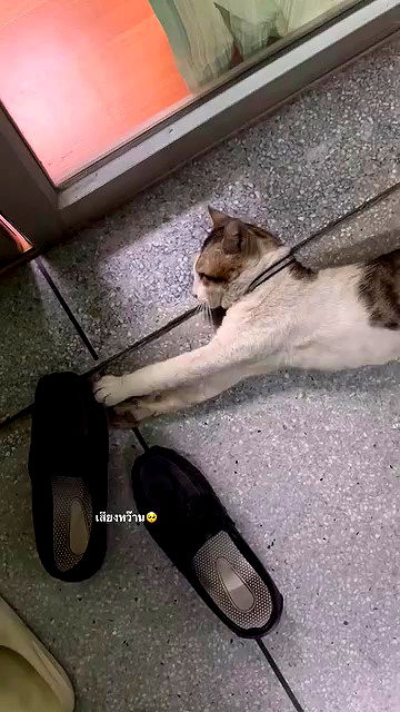 oqr0_ oqr0_ archive video