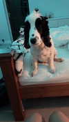 elena_stain Altpins Profile Picture