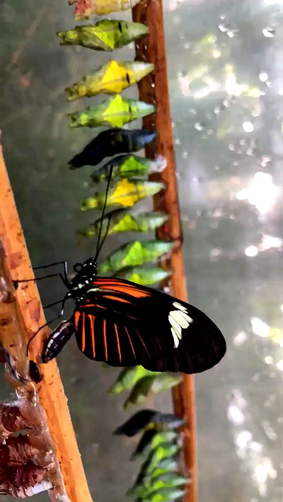 kesemgreenyer kesemgreenyer archive video