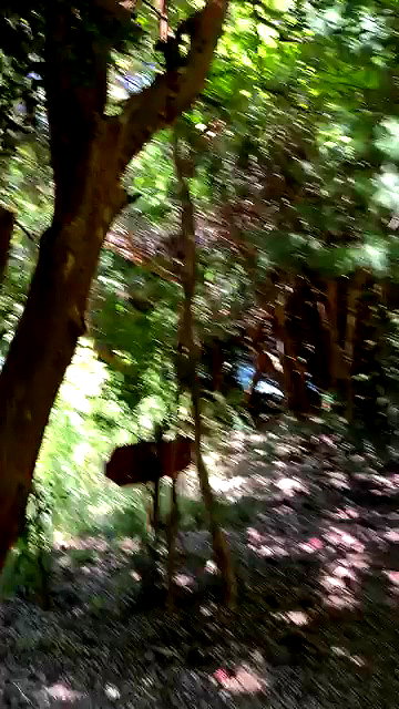 romy.benshushan archive video preview