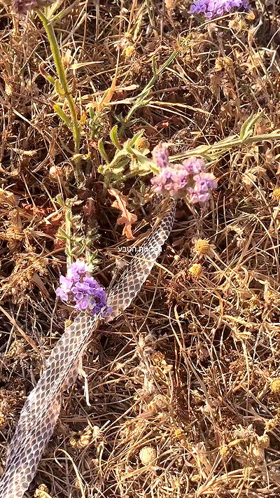 tinapavlov.sky tinapavlov.sky archive video