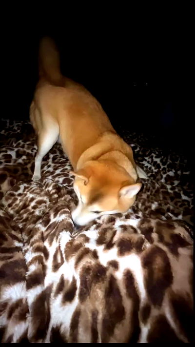 zommmbri zommmbri archive video