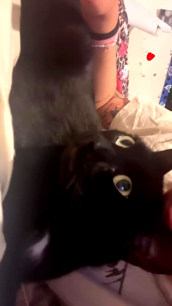 hellokittyangel666 archive video preview