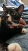 sydney_melman Altpins Profile Picture