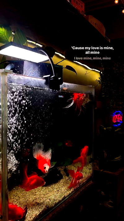 oqr0_ oqr0_ archive video